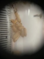 IMG_6559.jpeg