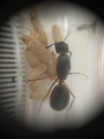 IMG_6561.jpeg