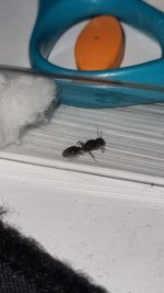 tetramorium.jpg