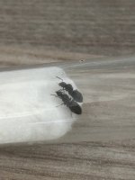IMG_1530.jpeg