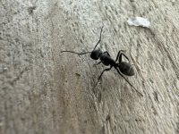 IMG_0310.jpeg