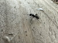 IMG_0309.jpeg