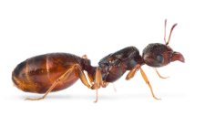 Pheidole-pallidula.jpg