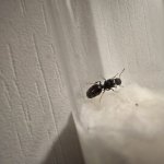 IMG-20250529-WA0007.jpg