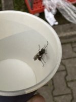 IMG_2672.jpeg