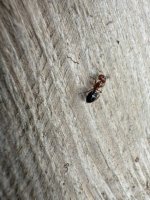 IMG_0312.jpeg
