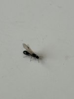 IMG_0950.jpeg