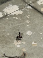 IMG_2727.jpeg