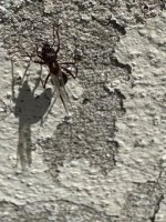 IMG_2717.jpeg