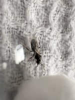 IMG_4938.jpeg