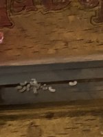 IMG_0061.jpeg