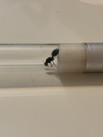 IMG_3686.jpeg