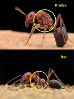 isci_1-4.png
