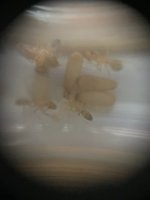 IMG_6571.jpeg