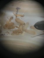 IMG_6575.jpeg