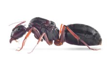 Camponotus-aethiops-white.jpg