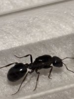 IMG_1836.jpeg