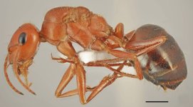 C.viaticoides..jpg