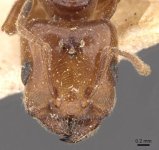 Crematogaster_lorteti_head.jpg
