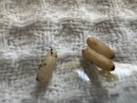 IMG_4966.jpeg