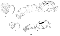 Camponotus-candiotes-a-b-queen-a-head-frontal-view-b-mesosoma-petiole-and-gaster.png