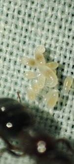 IMG_20250601_200722.jpg