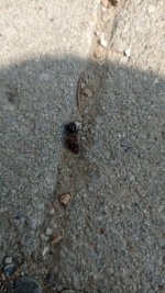 IMG-20250602-WA0004.jpeg