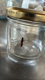 IMG_2094.jpeg