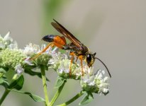 Great_golden_digger_wasp_(31760).jpg