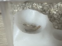 IMG_6583.jpeg