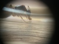 IMG_6587.jpeg