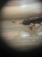 IMG_6595.jpeg