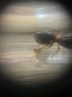 IMG_6596.jpeg