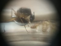 IMG_6598.jpeg