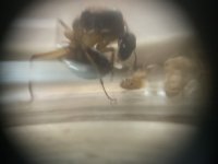 IMG_6600.jpeg