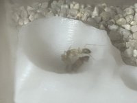 IMG_6603.jpeg