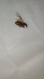 IMG_20250603_113642.jpg