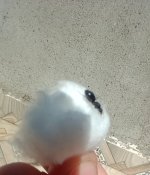 IMG_20250603_151115268.jpg