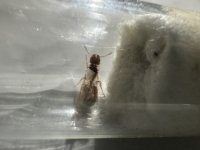 IMG_1130.jpeg