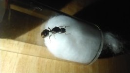 IMG_20250604_143053_1.jpg