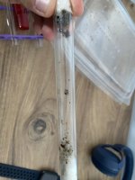 IMG_2199.jpeg