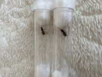 IMG_2938.jpeg
