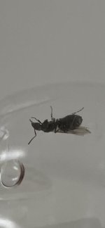 IMG_7517.jpeg