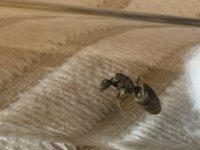 IMG_6579.jpeg