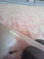 IMG_20250606_150617.jpg