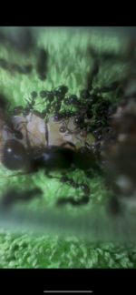 IMG_0816.png