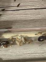 IMG_6691.jpeg