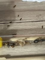 IMG_6690.jpeg