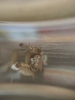 IMG_6682.jpeg