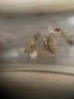 IMG_6677.jpeg